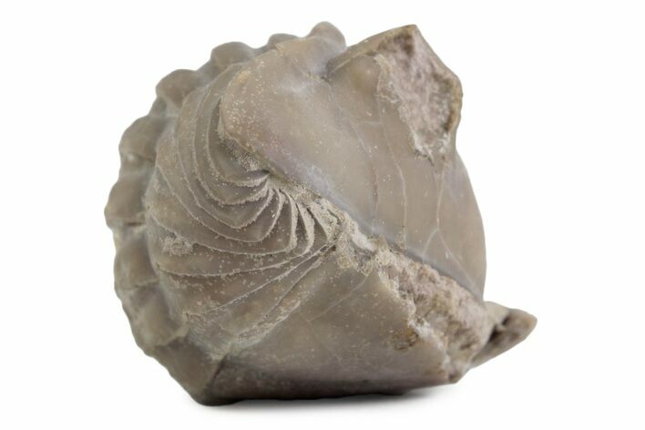Bargain, Enrolled Asaphus Trilobite - Russia #363248